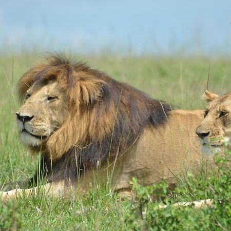 Rekero Camp Hotell Mara Simba Eksteriør bilde