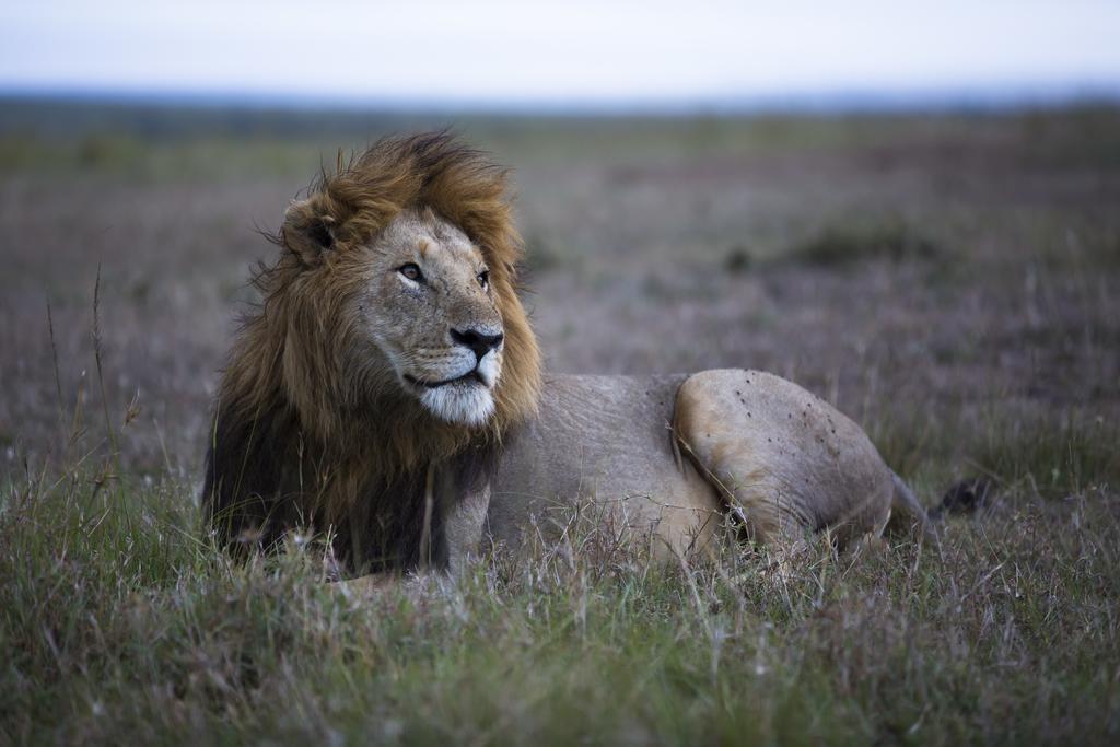 Rekero Camp Hotell Mara Simba Eksteriør bilde